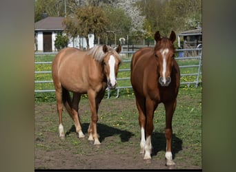 Deutsches Reitpony, Wallach, 3 Jahre, 150 cm, Falbe