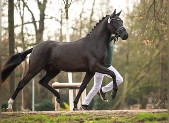 Deutsches Reitpony, Wallach, 3 Jahre, 150 cm, Rappe