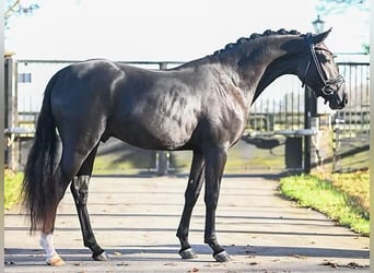 Deutsches Reitpony, Wallach, 3 Jahre, 150 cm, Rappe