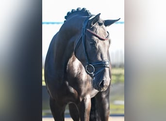 Deutsches Reitpony, Wallach, 3 Jahre, 150 cm, Rappe