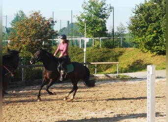 Deutsches Reitpony, Wallach, 3 Jahre, 150 cm, Rappe