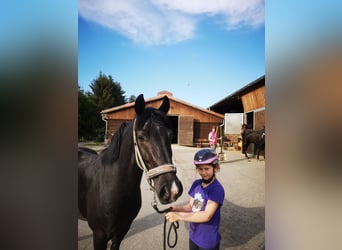 Deutsches Reitpony, Wallach, 3 Jahre, 150 cm, Rappe