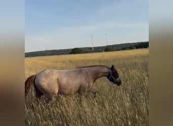 Deutsches Reitpony, Wallach, 3 Jahre, 150 cm, Roan-Red