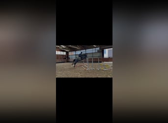 Deutsches Reitpony, Wallach, 3 Jahre, 150 cm, Schimmel