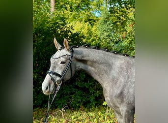 Deutsches Reitpony, Wallach, 3 Jahre, 150 cm, Schimmel
