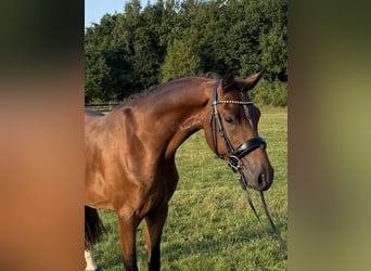 Deutsches Reitpony, Wallach, 3 Jahre, 151 cm, Brauner
