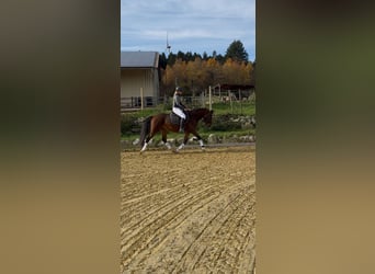 Deutsches Reitpony, Wallach, 3 Jahre, 151 cm, Brauner