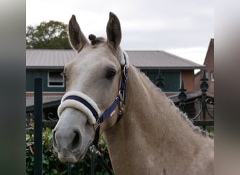 Deutsches Reitpony, Wallach, 3 Jahre, 151 cm