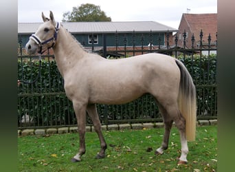 Deutsches Reitpony, Wallach, 3 Jahre, 151 cm