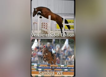 Deutsches Reitpony, Wallach, 3 Jahre, 151 cm, Fuchs