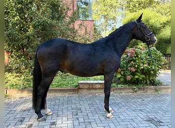 Deutsches Reitpony, Wallach, 3 Jahre, 152 cm, Brauner