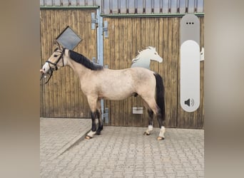 Deutsches Reitpony, Wallach, 3 Jahre, 152 cm, Buckskin