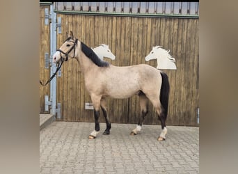 Deutsches Reitpony, Wallach, 3 Jahre, 152 cm, Buckskin