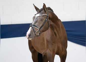 Deutsches Reitpony, Wallach, 3 Jahre, 152 cm, Falbe