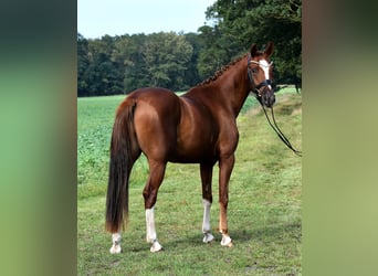 Deutsches Reitpony, Wallach, 3 Jahre, 152 cm, Fuchs