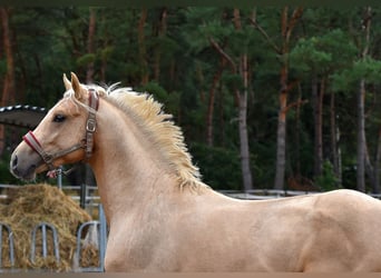 Deutsches Reitpony, Wallach, 3 Jahre, 152 cm, Palomino