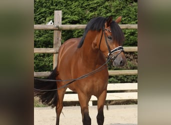 Deutsches Reitpony, Wallach, 3 Jahre, 153 cm, Brauner