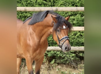 Deutsches Reitpony, Wallach, 3 Jahre, 153 cm, Brauner