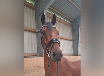 Deutsches Reitpony, Wallach, 3 Jahre, 153 cm, Brauner