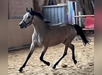 Deutsches Reitpony, Wallach, 3 Jahre, 153 cm, Buckskin