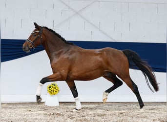 Deutsches Reitpony, Wallach, 3 Jahre, 153 cm, Dunkelbrauner