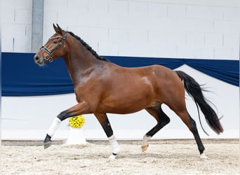 Deutsches Reitpony, Wallach, 3 Jahre, 153 cm, Dunkelbrauner