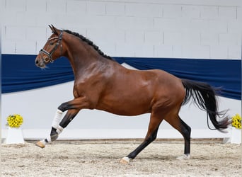 Deutsches Reitpony, Wallach, 3 Jahre, 153 cm, Dunkelbrauner