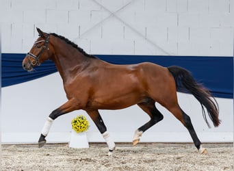 Deutsches Reitpony, Wallach, 3 Jahre, 153 cm, Dunkelbrauner