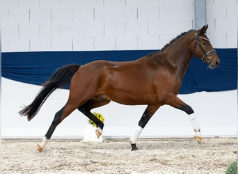 Deutsches Reitpony, Wallach, 3 Jahre, 153 cm, Dunkelbrauner
