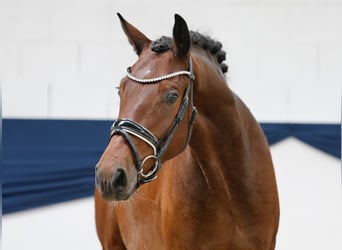 Deutsches Reitpony, Wallach, 3 Jahre, 153 cm, Dunkelbrauner