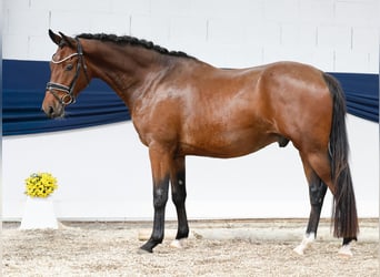 Deutsches Reitpony, Wallach, 3 Jahre, 153 cm, Dunkelbrauner