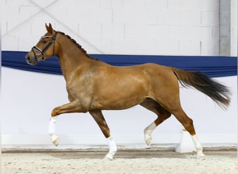 Deutsches Reitpony, Wallach, 3 Jahre, 153 cm, Dunkelfuchs