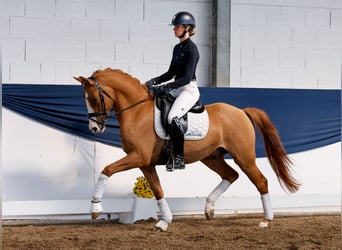 Deutsches Reitpony, Wallach, 3 Jahre, 153 cm, Falbe