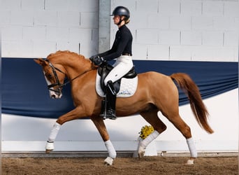 Deutsches Reitpony, Wallach, 3 Jahre, 153 cm, Falbe