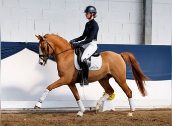 Deutsches Reitpony, Wallach, 3 Jahre, 153 cm, Falbe