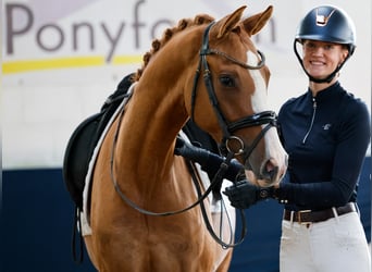 Deutsches Reitpony, Wallach, 3 Jahre, 153 cm, Falbe