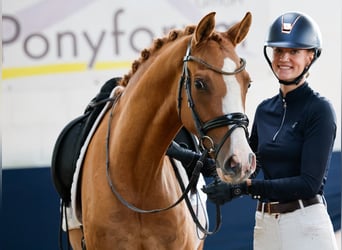 Deutsches Reitpony, Wallach, 3 Jahre, 153 cm, Falbe