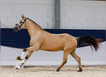 Deutsches Reitpony, Wallach, 3 Jahre, 153 cm, Falbe