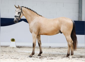 Deutsches Reitpony, Wallach, 3 Jahre, 153 cm, Falbe