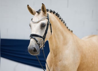 Deutsches Reitpony, Wallach, 3 Jahre, 153 cm, Falbe