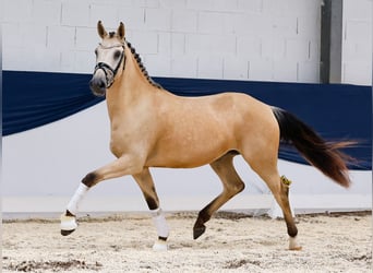 Deutsches Reitpony, Wallach, 3 Jahre, 153 cm, Falbe