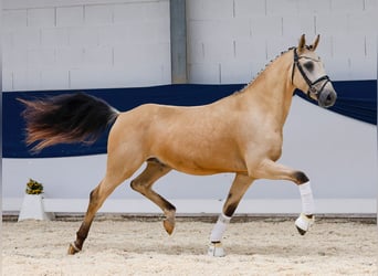 Deutsches Reitpony, Wallach, 3 Jahre, 153 cm, Falbe
