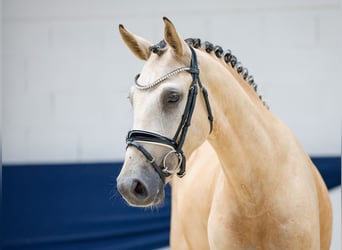Deutsches Reitpony, Wallach, 3 Jahre, 153 cm, Falbe