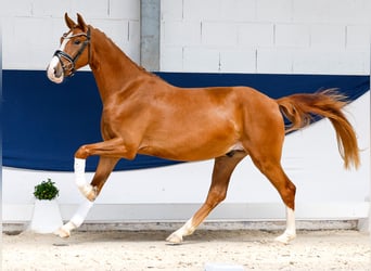 Deutsches Reitpony, Wallach, 3 Jahre, 153 cm, Fuchs