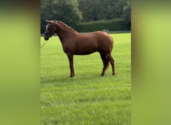 Deutsches Reitpony, Wallach, 3 Jahre, 153 cm, Fuchs