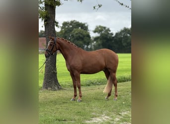 Deutsches Reitpony, Wallach, 3 Jahre, 153 cm, Fuchs