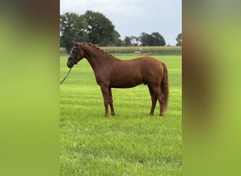 Deutsches Reitpony, Wallach, 3 Jahre, 153 cm, Fuchs
