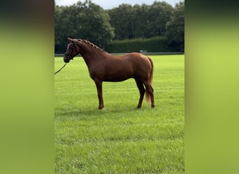 Deutsches Reitpony, Wallach, 3 Jahre, 153 cm, Fuchs