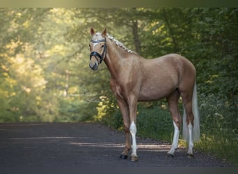 Deutsches Reitpony, Wallach, 3 Jahre, 153 cm, Palomino
