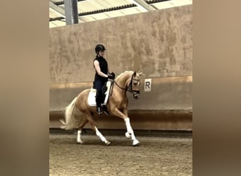 Deutsches Reitpony, Wallach, 3 Jahre, 153 cm, Palomino